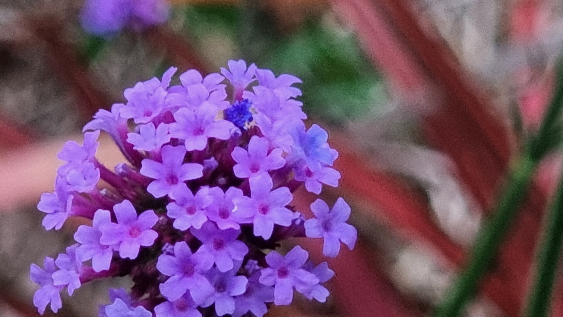 Fleur violettes